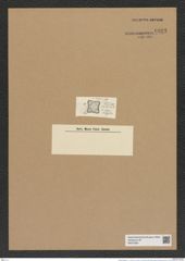 Odontella elegans V. H. (de-Toni-Nr.: Genus 122, Species 3464) Zeichnungen Sammlung Grunow Nr. 6923 (NHMW-BOT-W0375801)